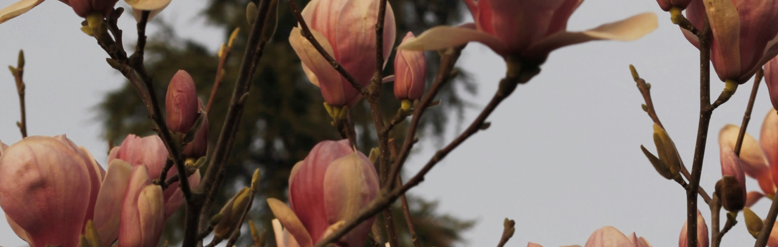 Banniere page le jardin